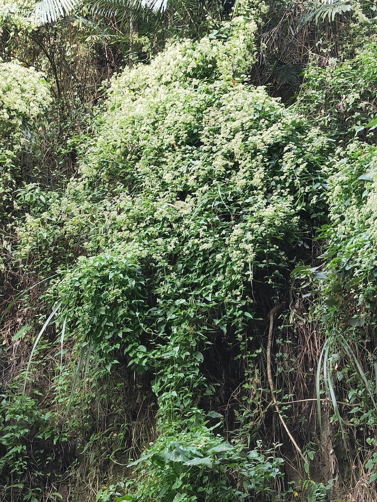 龍過脈小花蘉澤蘭封面圖