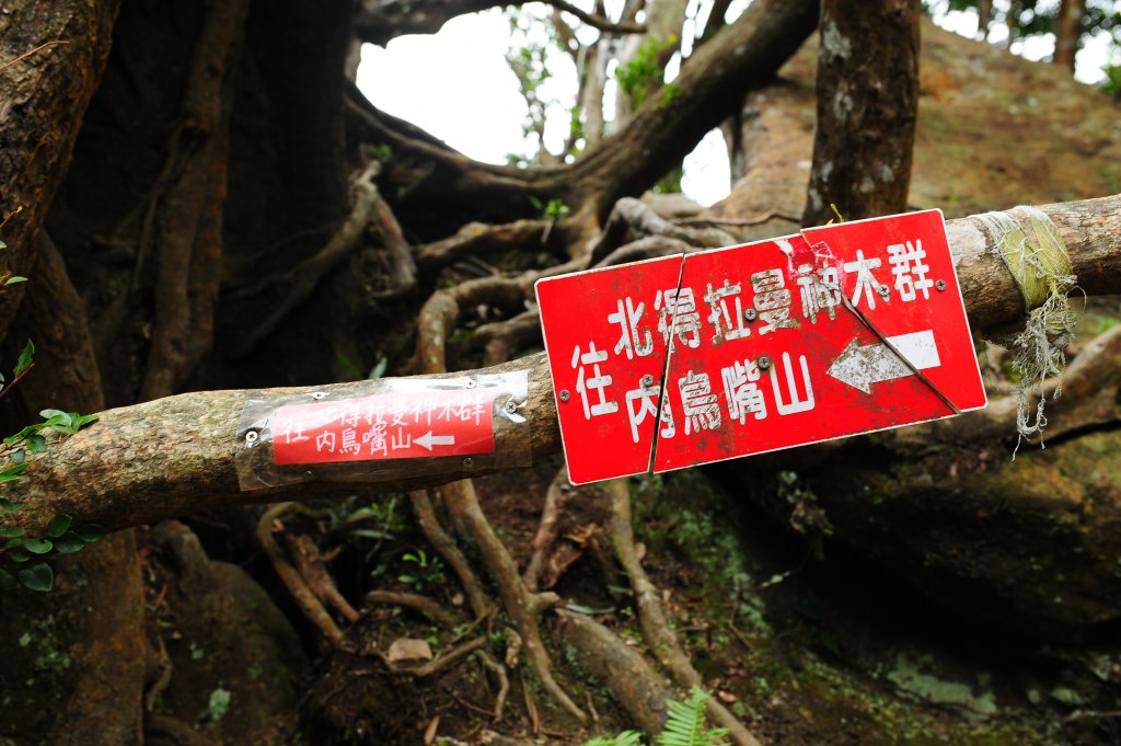 2020 D1025 北德拉曼賞山毛櫸 _1143942