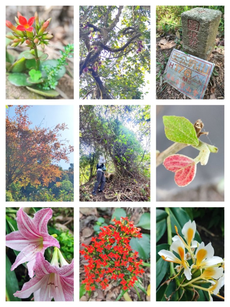 血籐大亂鬥封面圖