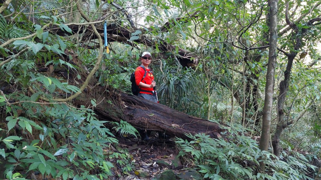 蛇來運轉之蛇年爬蛇山  蛇子形古道-三爪子坑山-蛇子崙山O型_2783967