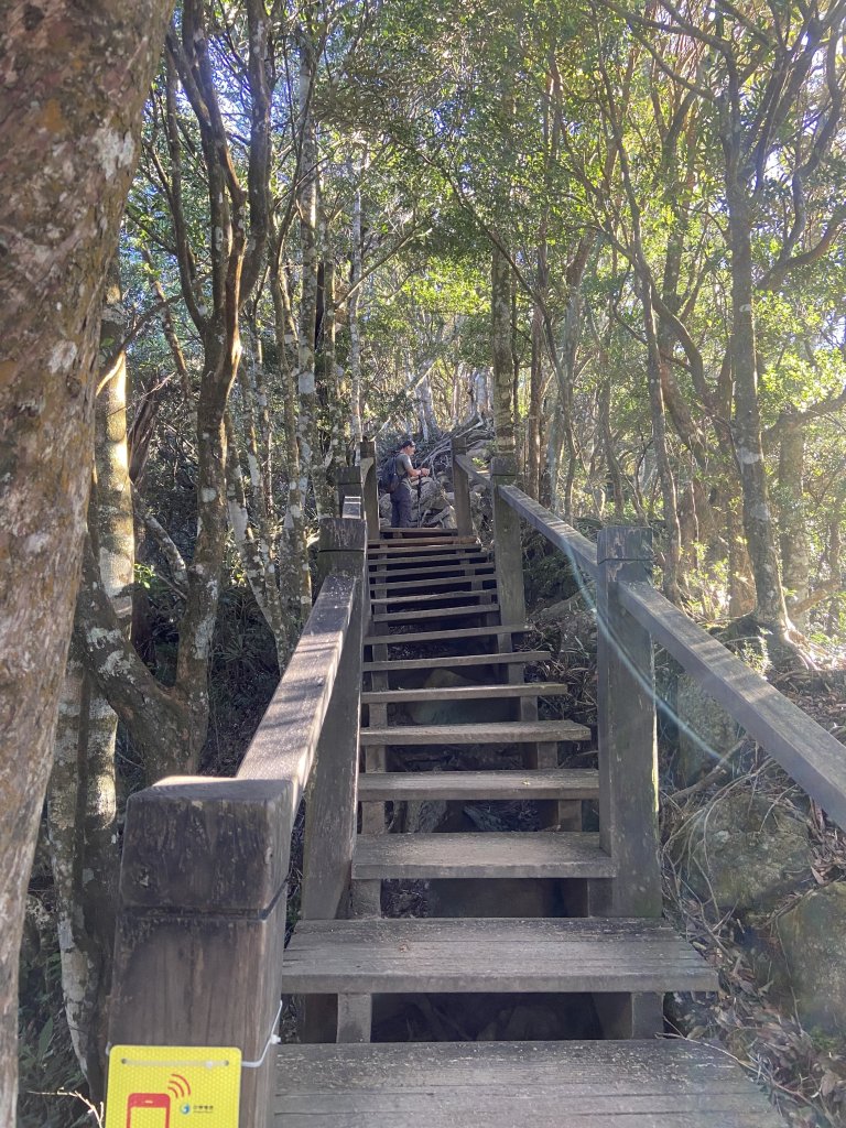 114.11.16 北得拉曼追黃金山毛櫸_2937866