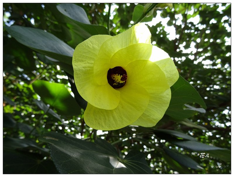 夏日/黃槿的花開_1417585