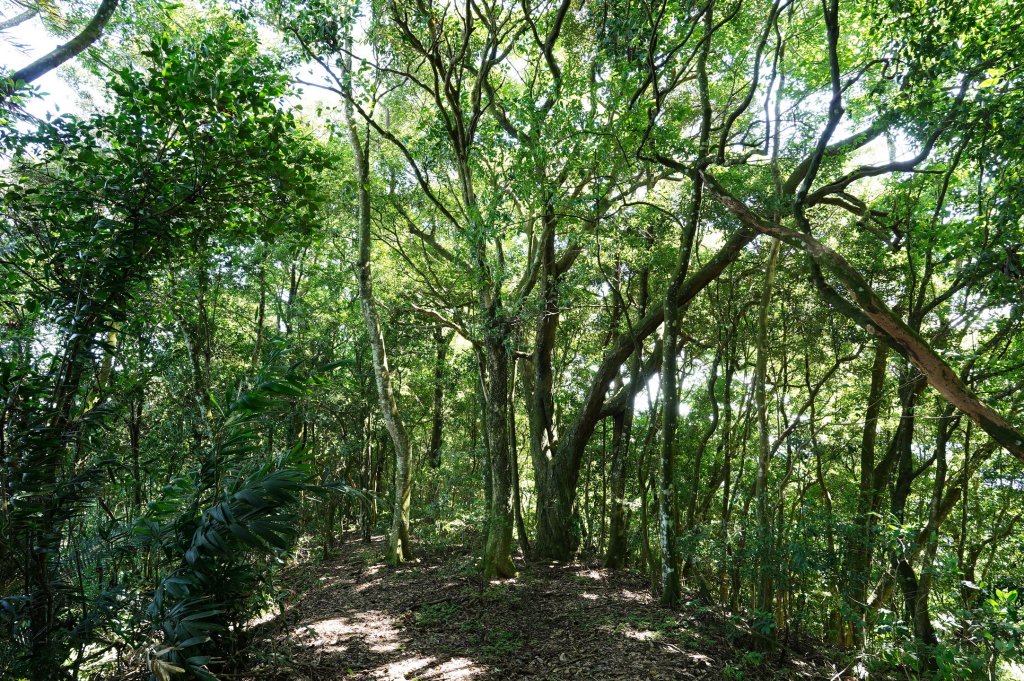 苗栗 南庄 神桌山、大屋坑山、細湖頂山、象山_2533580