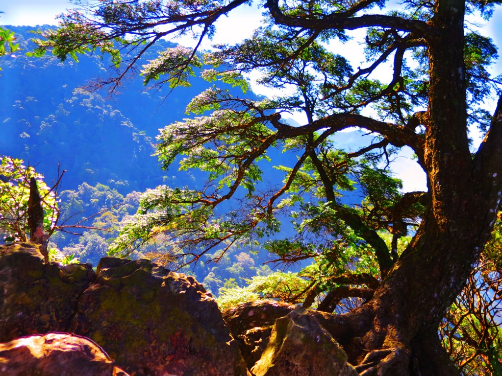 【新竹尖石】還記得北得拉曼山 這一季黃金山毛櫸的璀璨_1183355