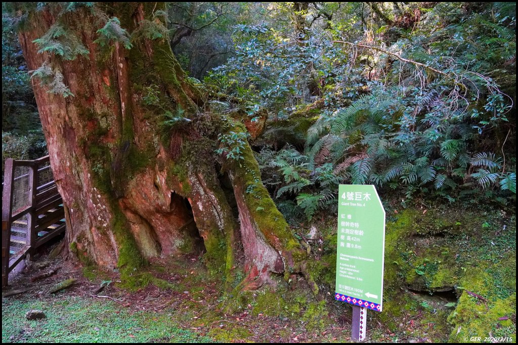 全台最大的紅檜森林 ~ 拉拉山巨木群_885531