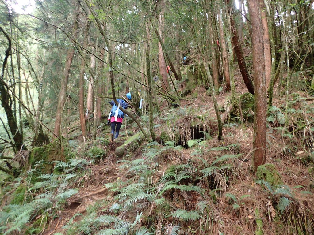 新阿溪縱走_446966