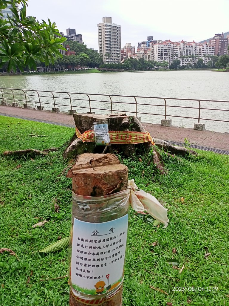 內湖碧湖公園、內湖國小、大港墘公園、文德三號公園、瑞陽公園【健康大穀東、走路趣尋寶】_2240545