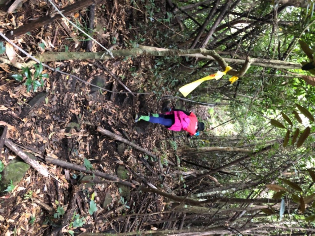 鳥嘴山、大窩山、比林山（比大鳥）_1458583