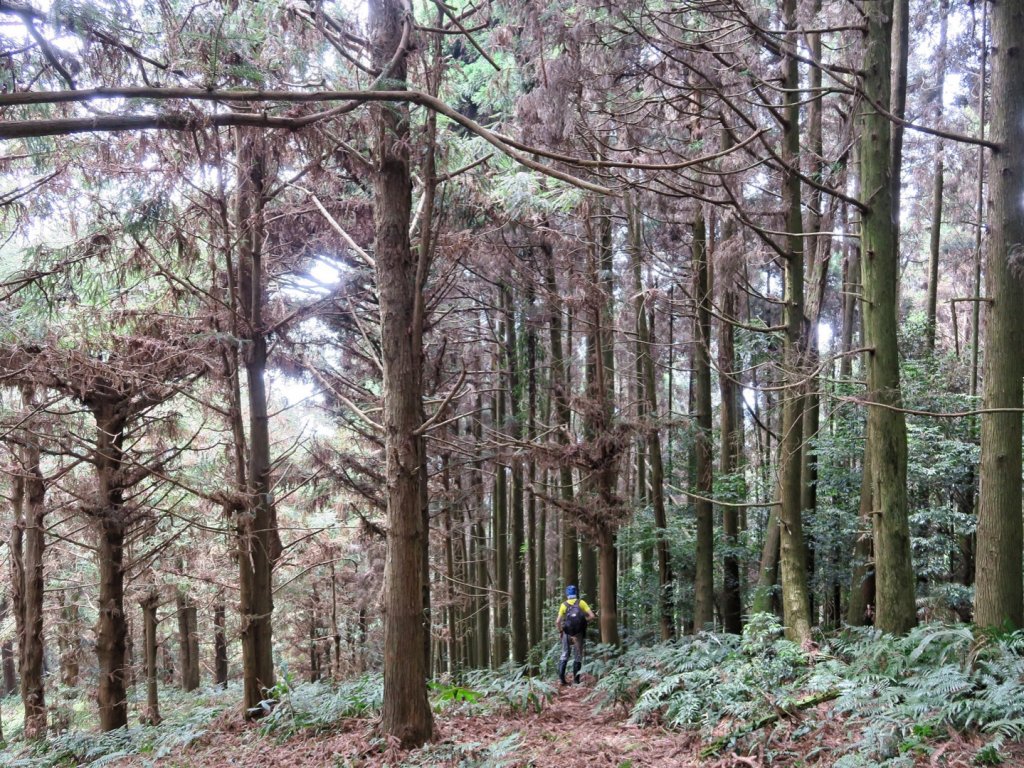 大雪山 長壽山 （肥崠山） 全台最大香杉林_1369680