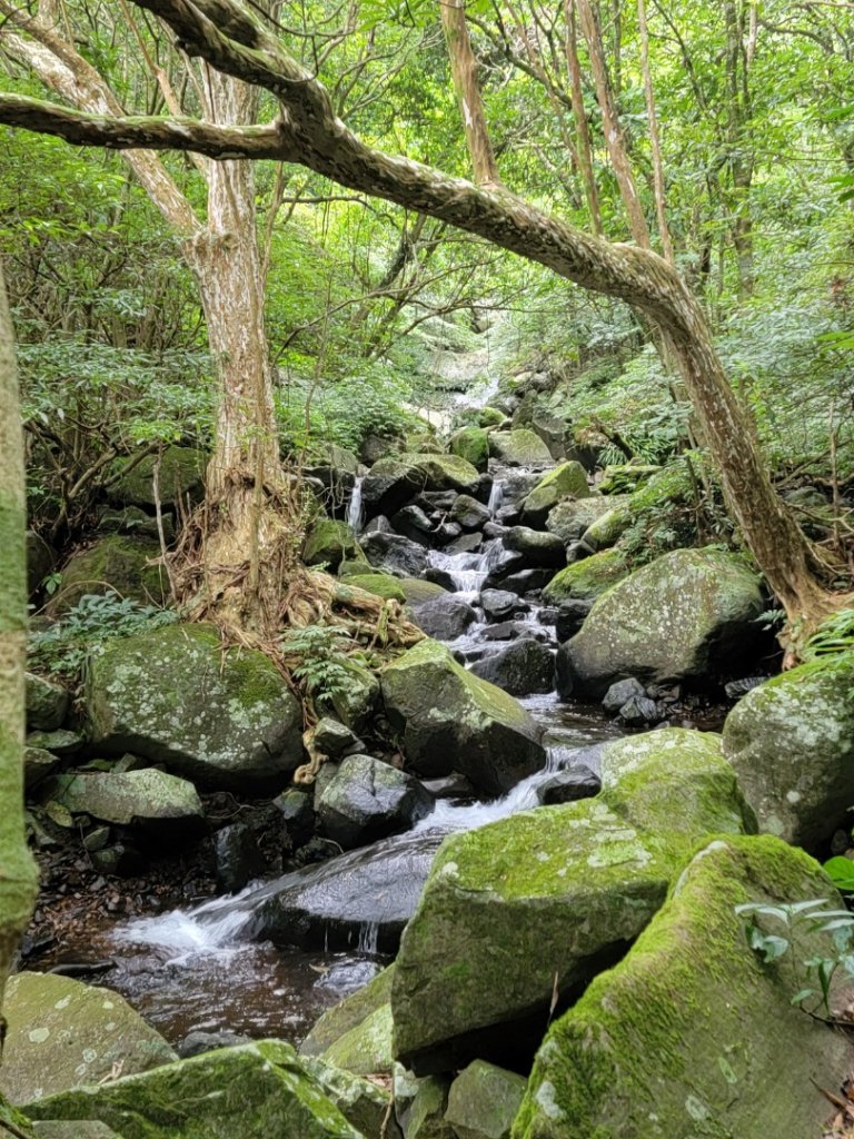 大屯溪古道清涼行-20240714_2600997