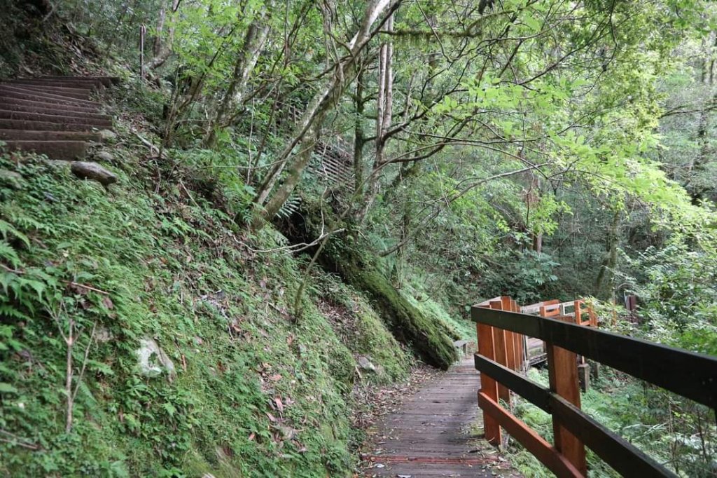 〔桃園復興〕拉拉山巨木，史詩級魔幻森林，75公頃紅檜 扁柏森林浴_2237256