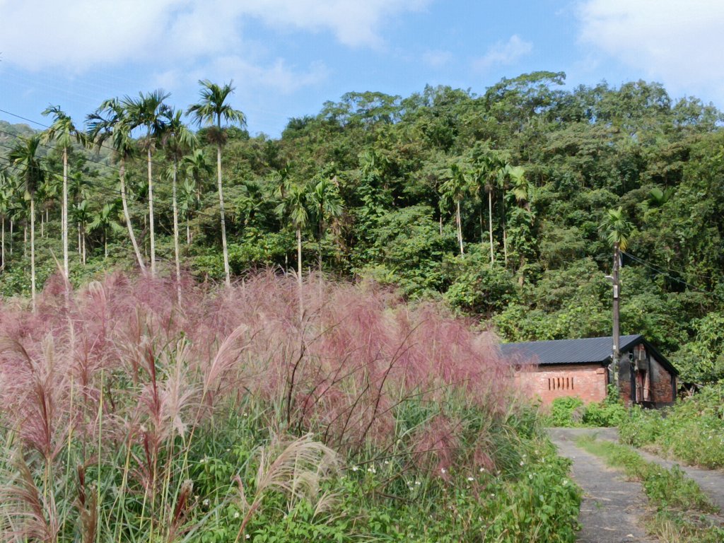 雙溪區冬陽下閃閃菅芒花_2949435