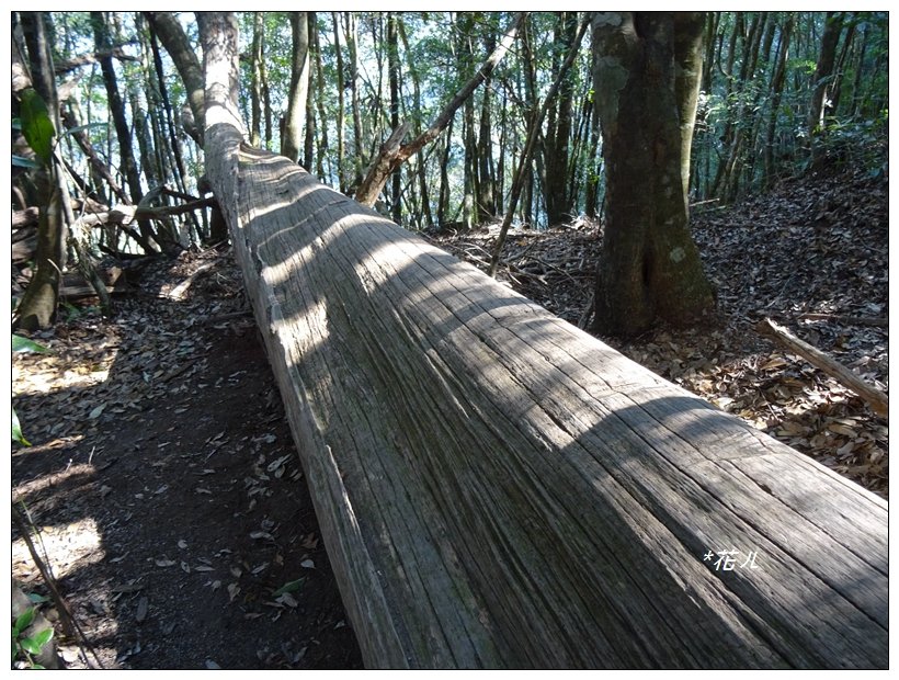 谷關/阿白縱走_822027