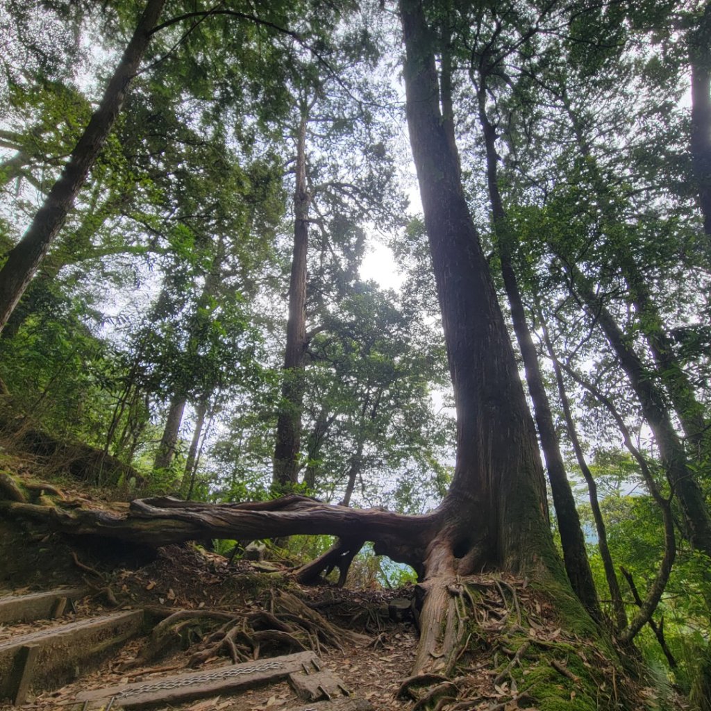 大雪山森林遊樂區森林浴步道_2543603