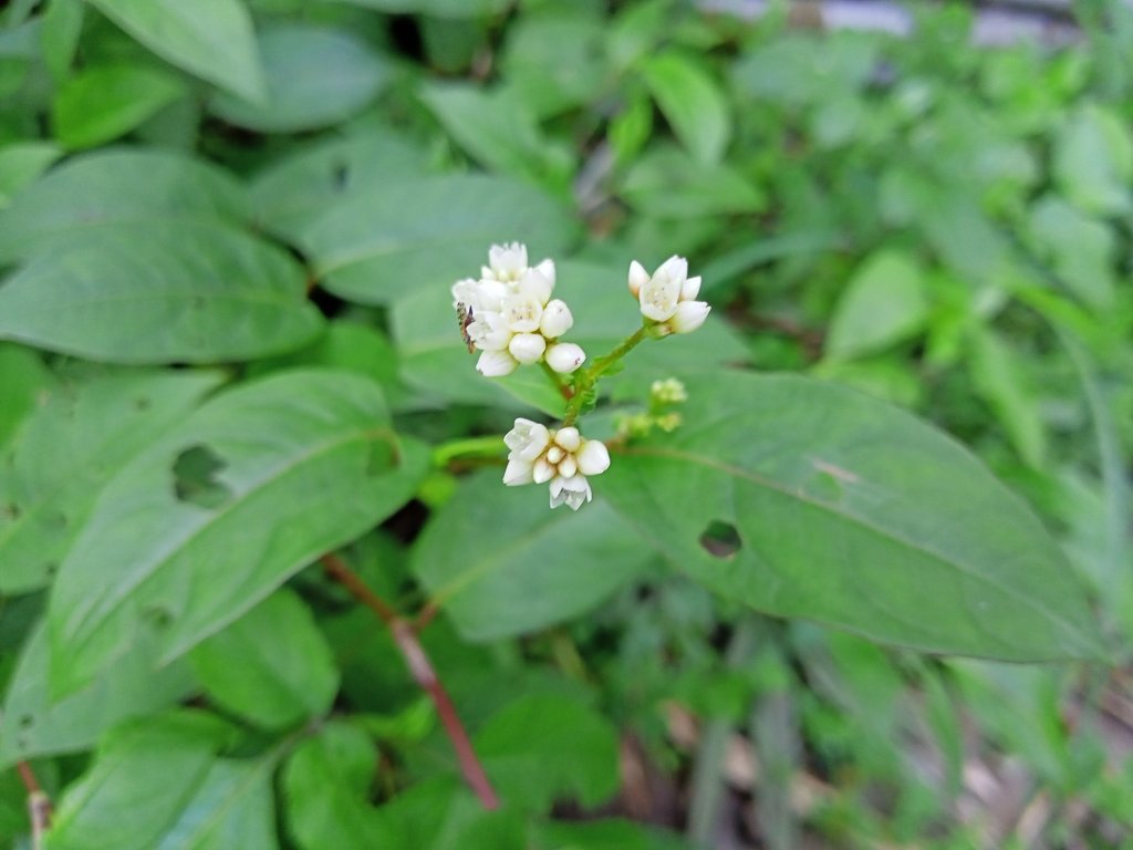 桃園大溪石門水庫楓林步道、齋明寺古道【南山神壽任務】_1963922