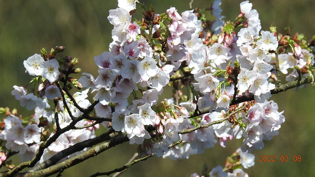 春暖花開，鳥語花香_1633958