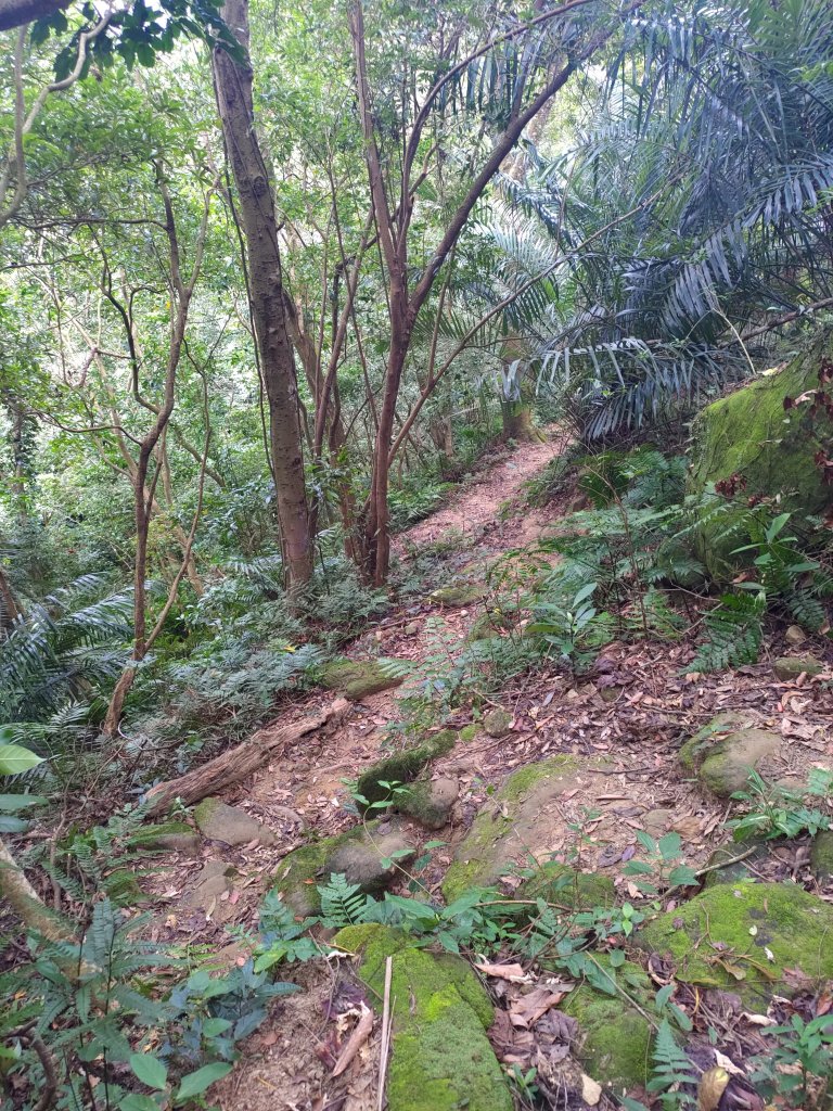 關西赤科山-赤科山南峰-東獅頭山O形_1621525
