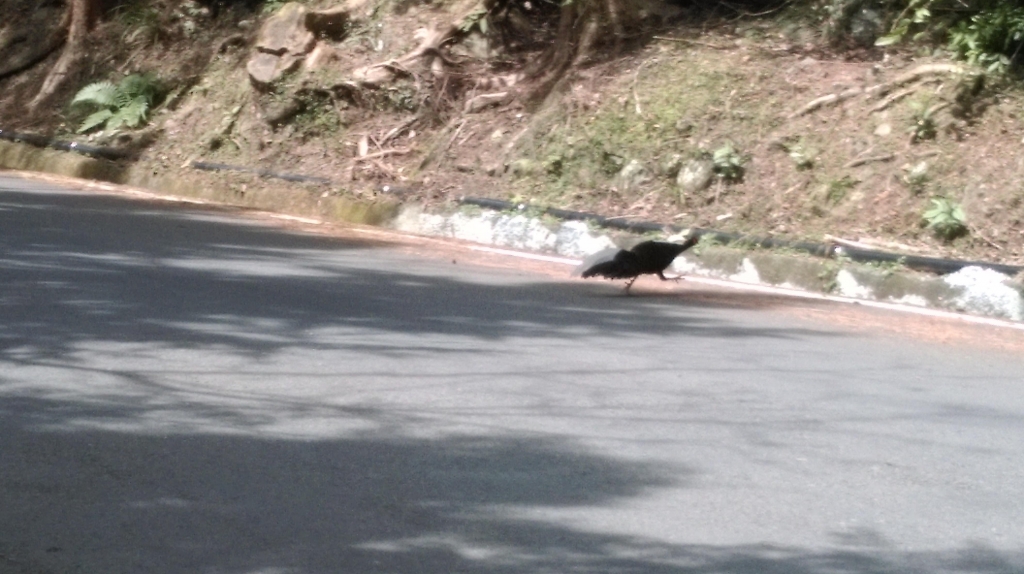 20160305鳶嘴山_32374