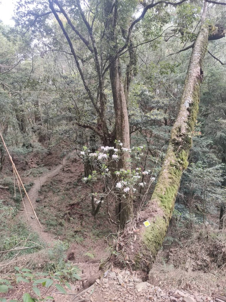 全家一起爬馬崙山順便上馬白稜線藏水 2024.3.28_2468245