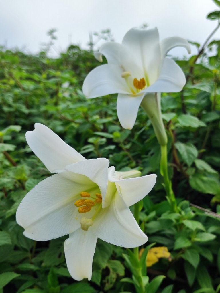 富貴角燈塔老梅綠石槽_2781655