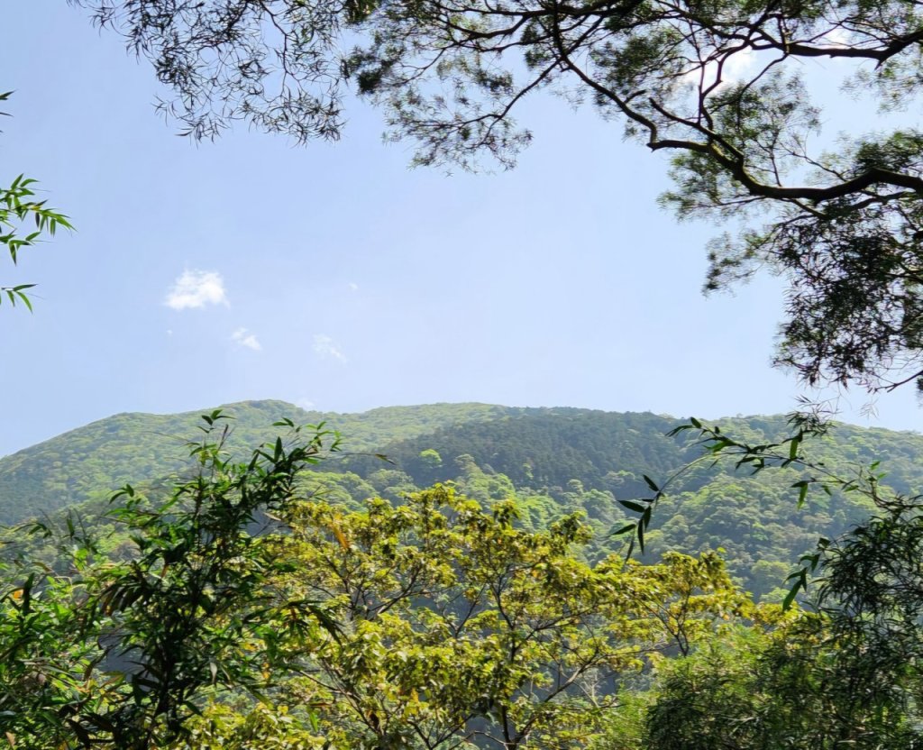 【中級山】與山毛櫸的邂逅，逐鹿山_2742643