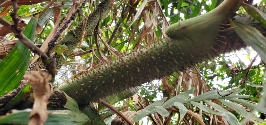 2023-04-15崁頭山步道_2114760