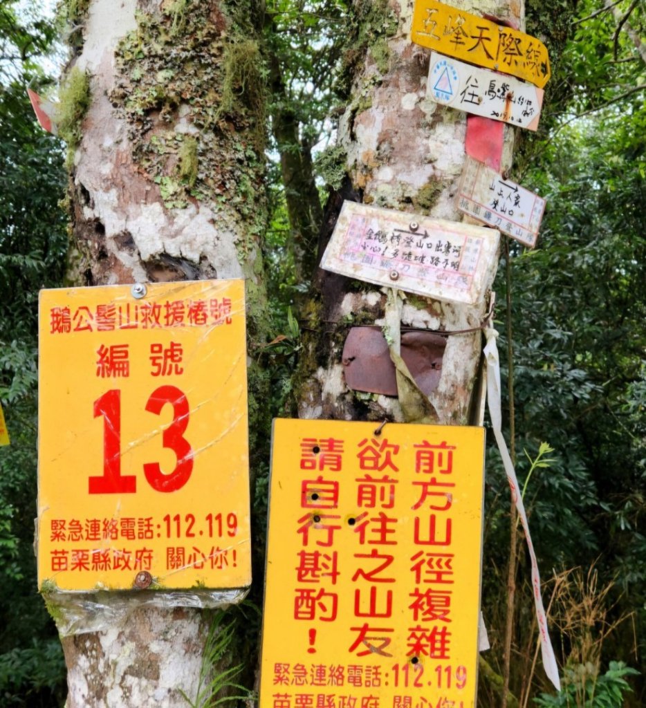 【中級山】有一種美，令人不想回家，新竹鵝公髻山_2744638