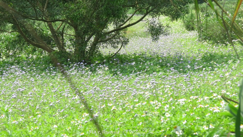 《苗栗》桐花茶園｜四月雪小徑登慈濟山三義山20250427_2771289
