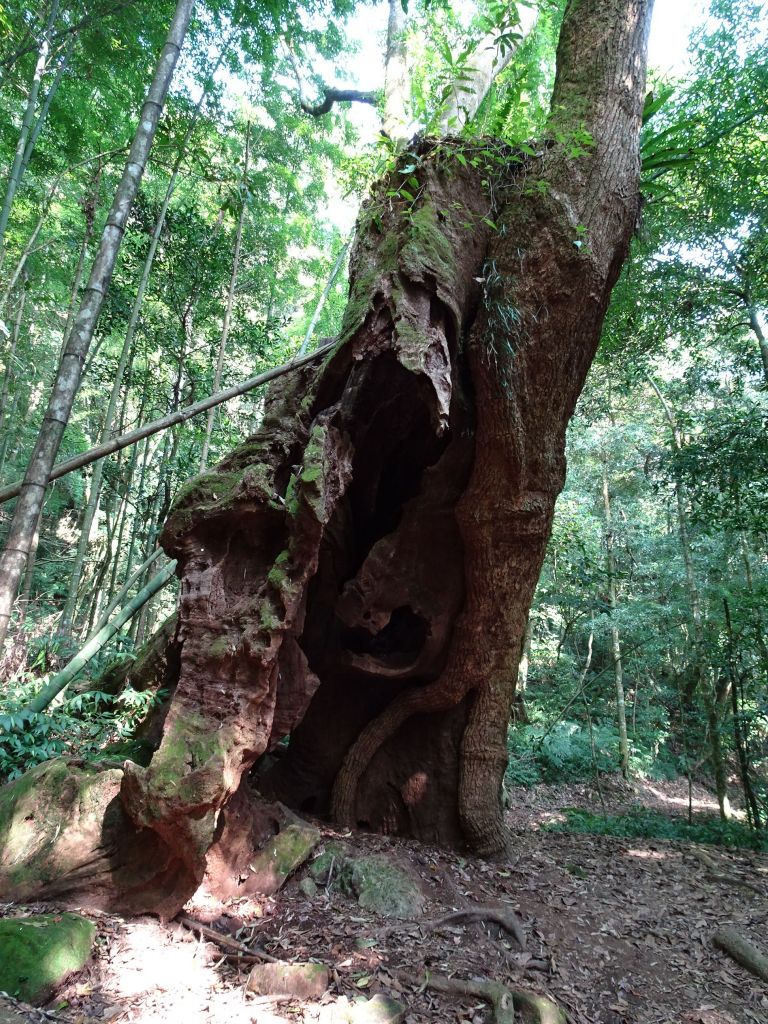 雲林古坑-嘉南雲峰及石壁山_295507