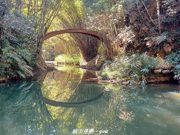 【南投魚池】天晴健行趣。 台版侏儸紀公園_澀水森林步道封面圖