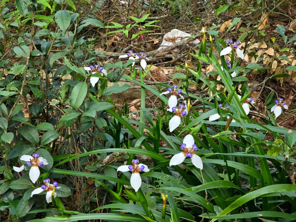 台中大坑頭嵙山區1號／5-1號5號步道黑松亭順訪二嵙山_2748340
