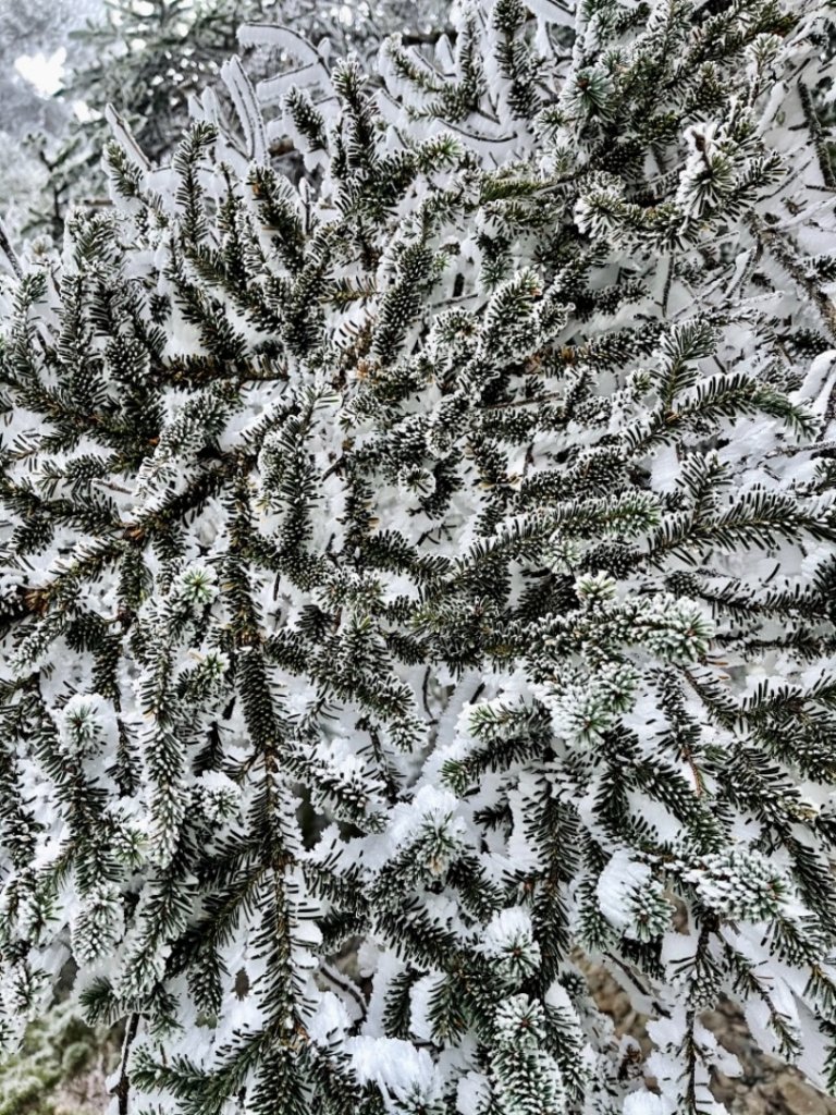 絕美銀白世界 玉山降下今年冬天「初雪」_1235940