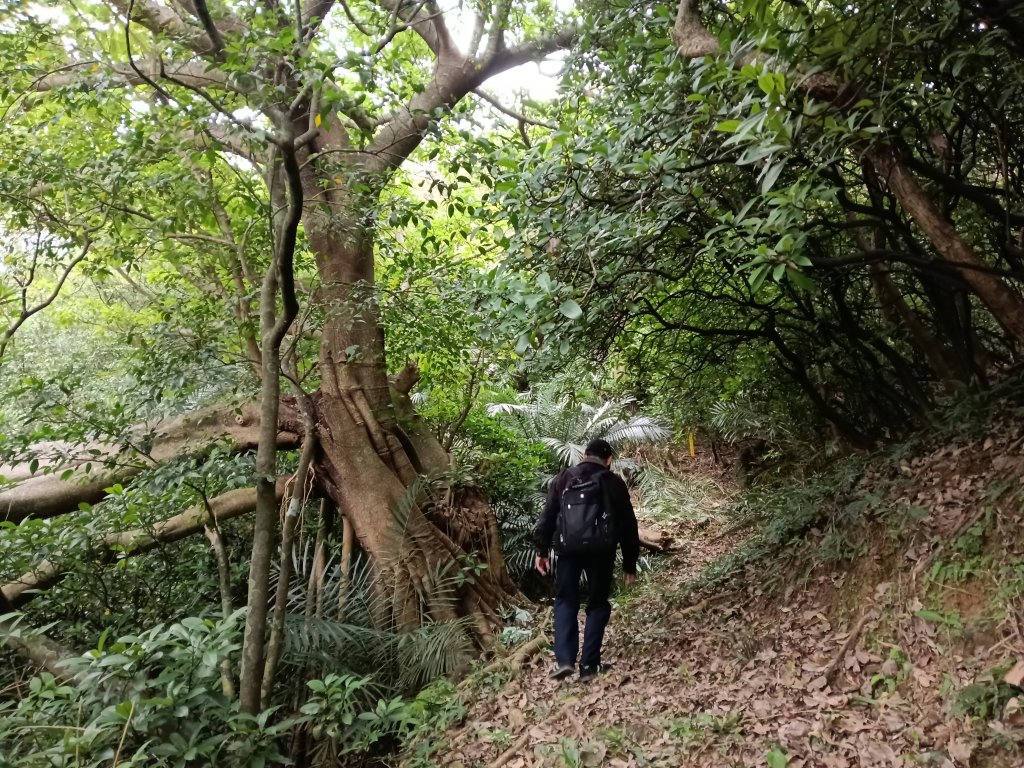 貢寮區蚊子坑古道+和美池+和美山+北勢坑古道_2990871