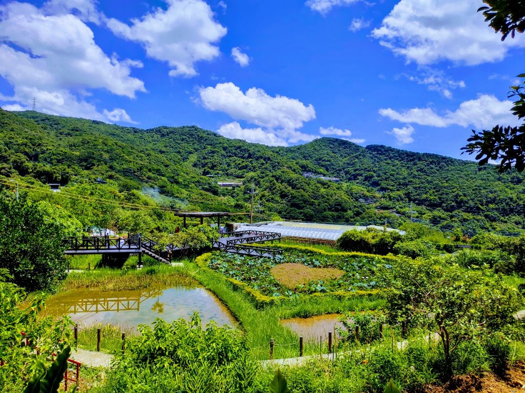 七夕情人節步道：內湖白石湖同心池封面圖