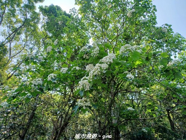 【台中外埔】高鐵觀景台、綠樹成蔭下賞桐花。 外埔水流東桐花步道_2136872