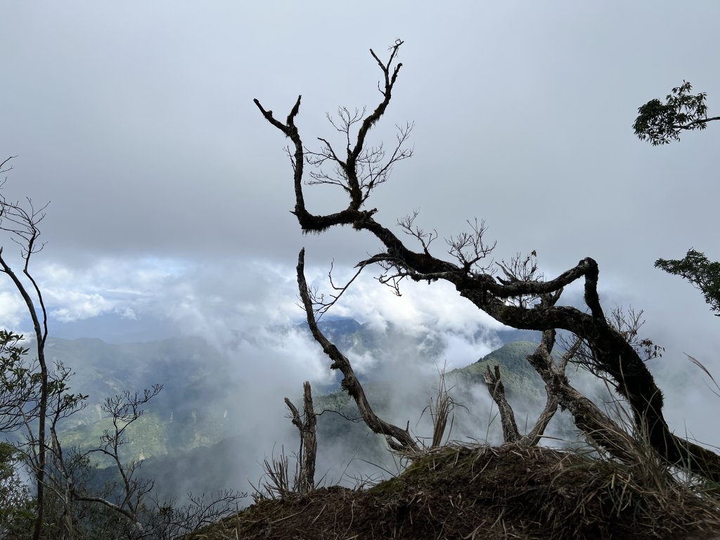 加里山 大坪登山口 杜鵑嶺 加里山P形_1901040