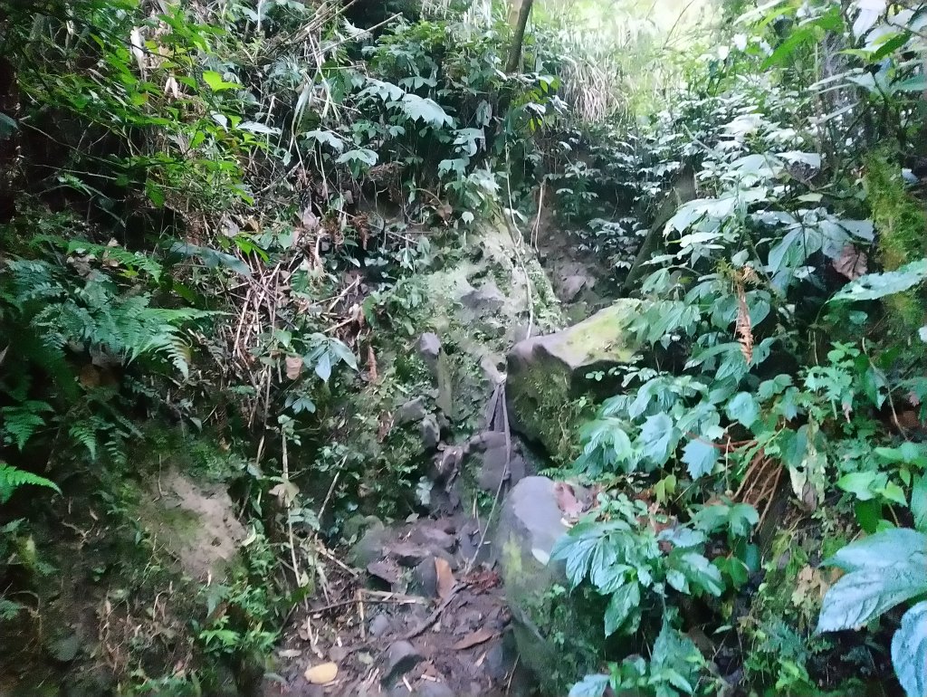 溪頭 南鳳凰山 天文台 神木O型 _869824