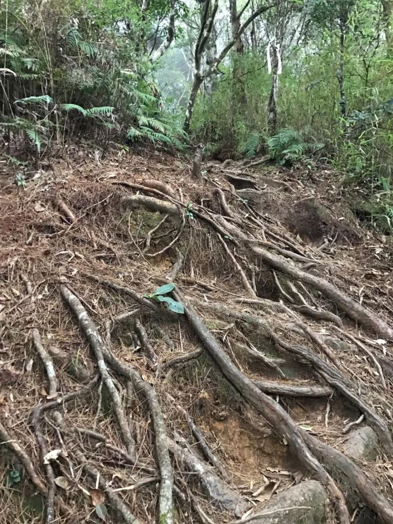 高台山島田山_184007