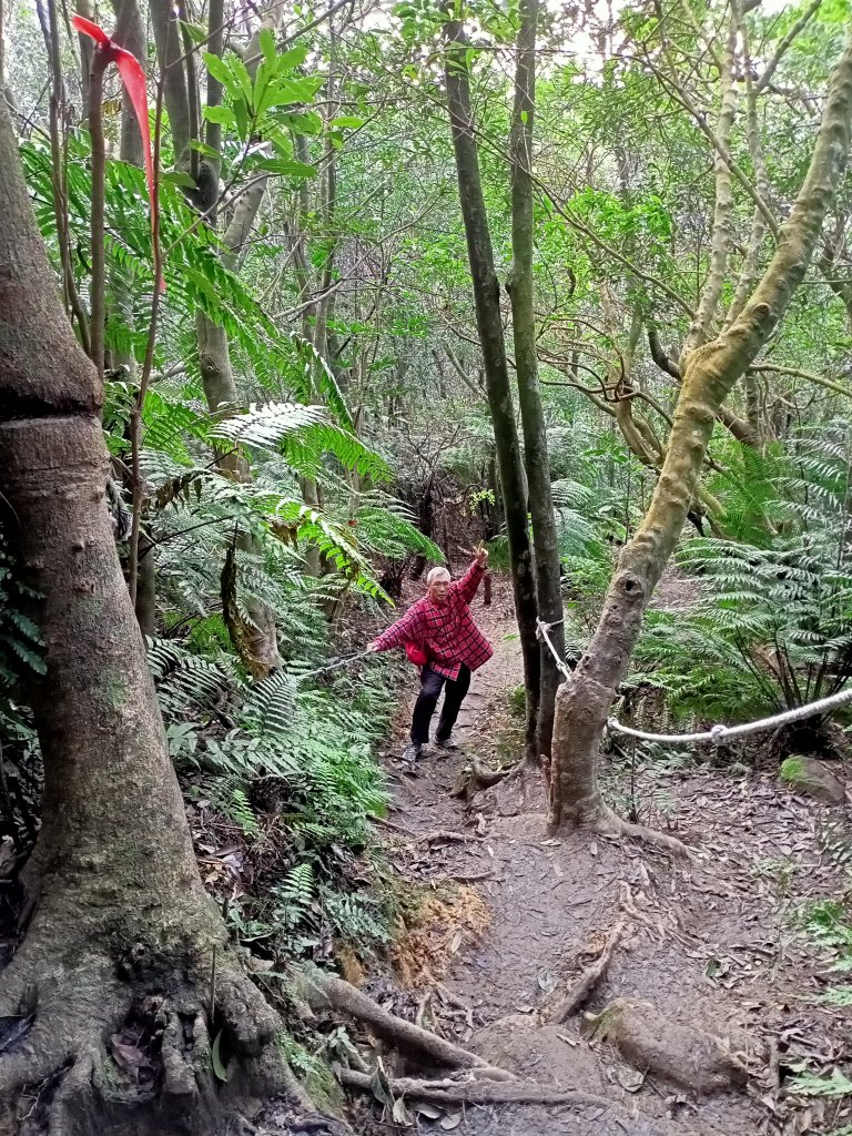 【臺北大縱走 4】大崙頭山北面步道封面圖