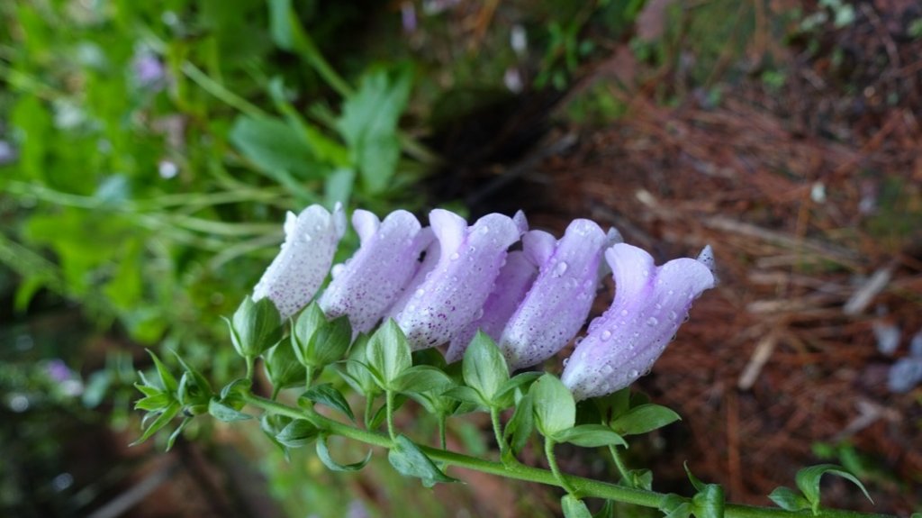 雙龍林道上巒安堂西巒大山_1778880