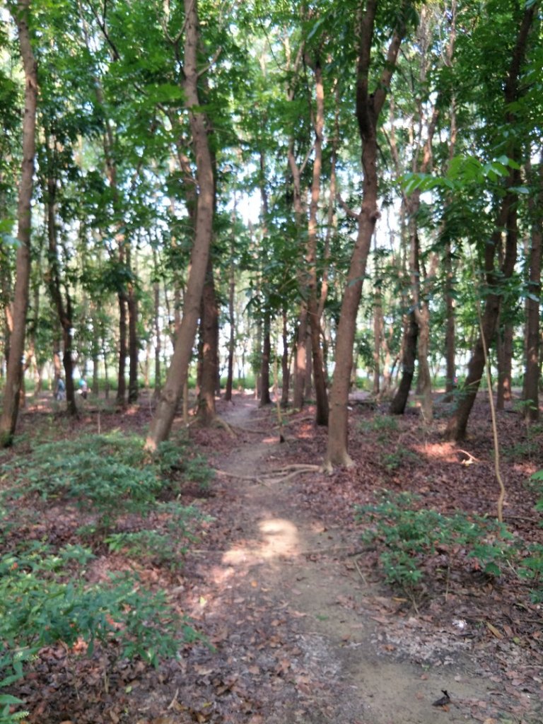 西瓜山森林步道(虎山森林步道)_1461408