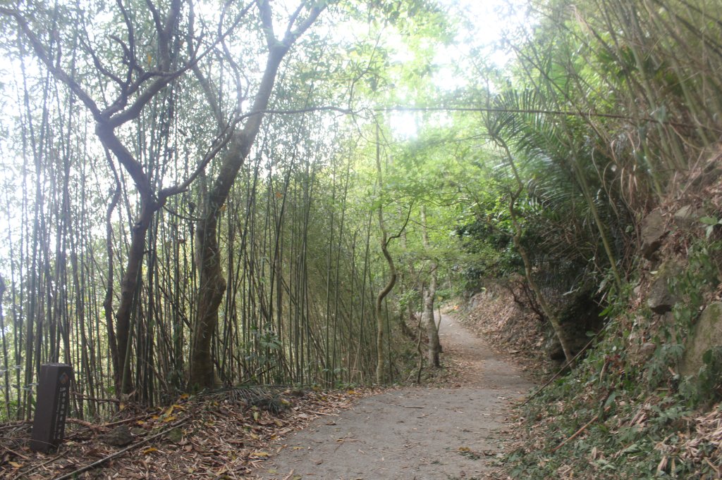 20240330台南雞九凍-雞胸山縱走_2470047