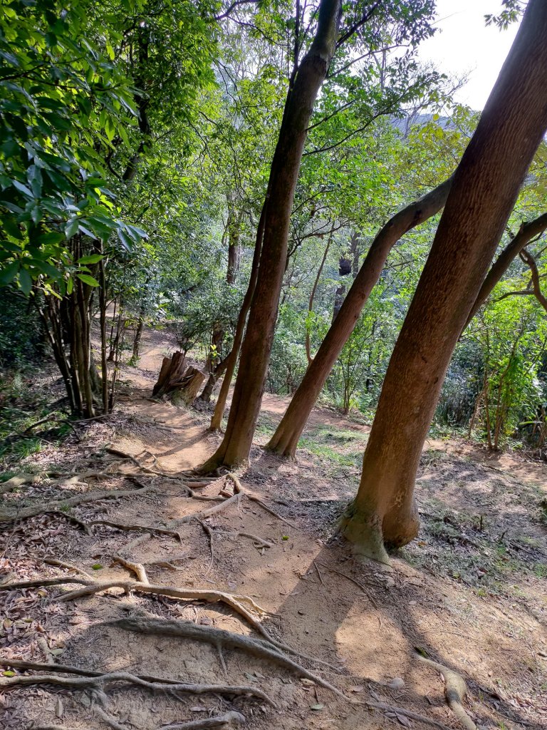 鶯歌石-牛灶坑山-孫龍步道O型_836908