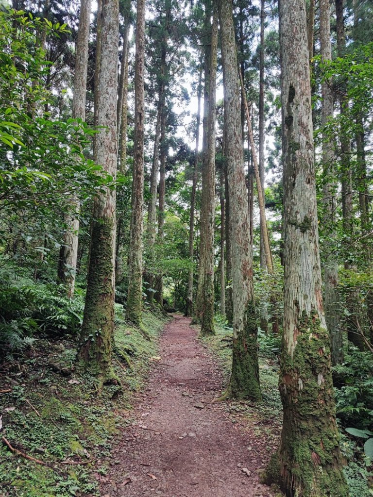 東滿步道/東眼山-小百岳#22-桃園市復興區_2237747