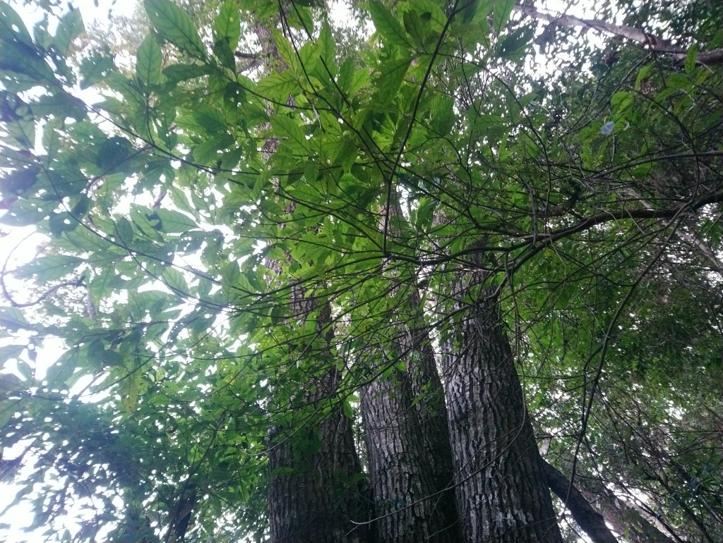 唐麻丹山 蝴蝶谷 裡冷起登標準O型_836651