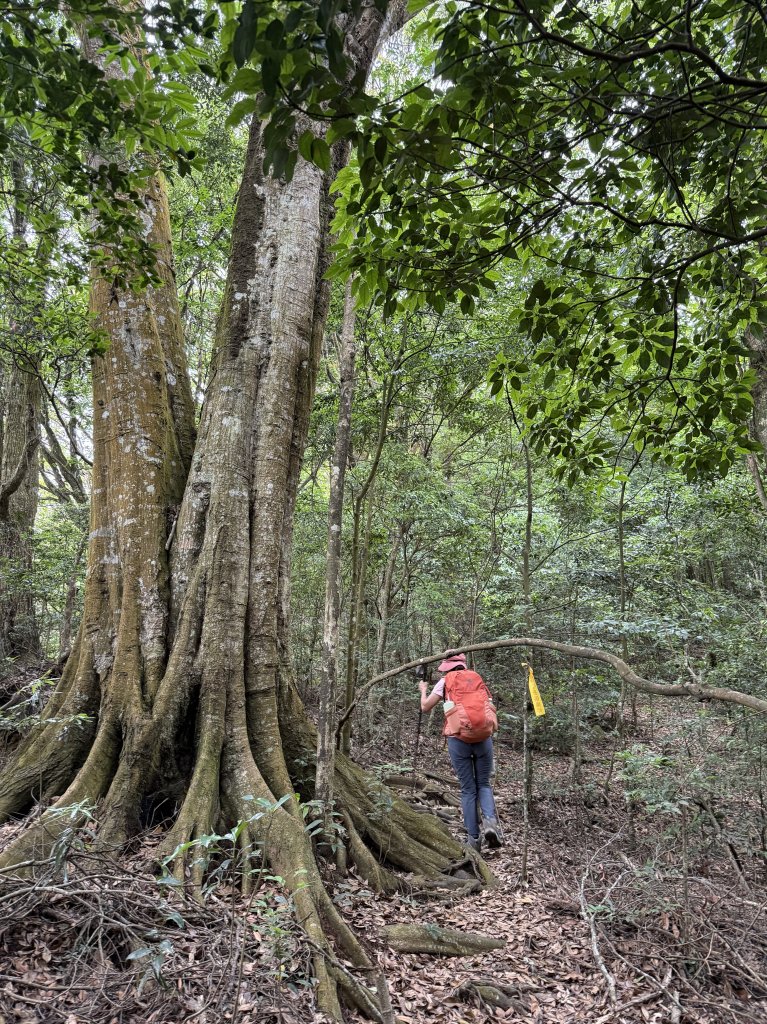 白毛山O繞+臭頭山 20250517_2791747
