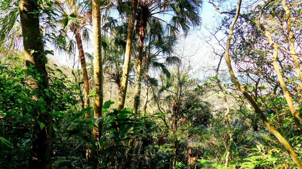 矽之長歌_2968743