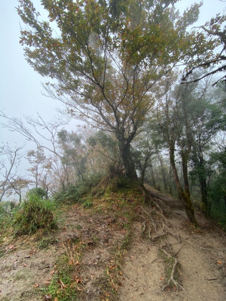 太平山 山毛櫸步道 霧氣金黃高氧量封面圖