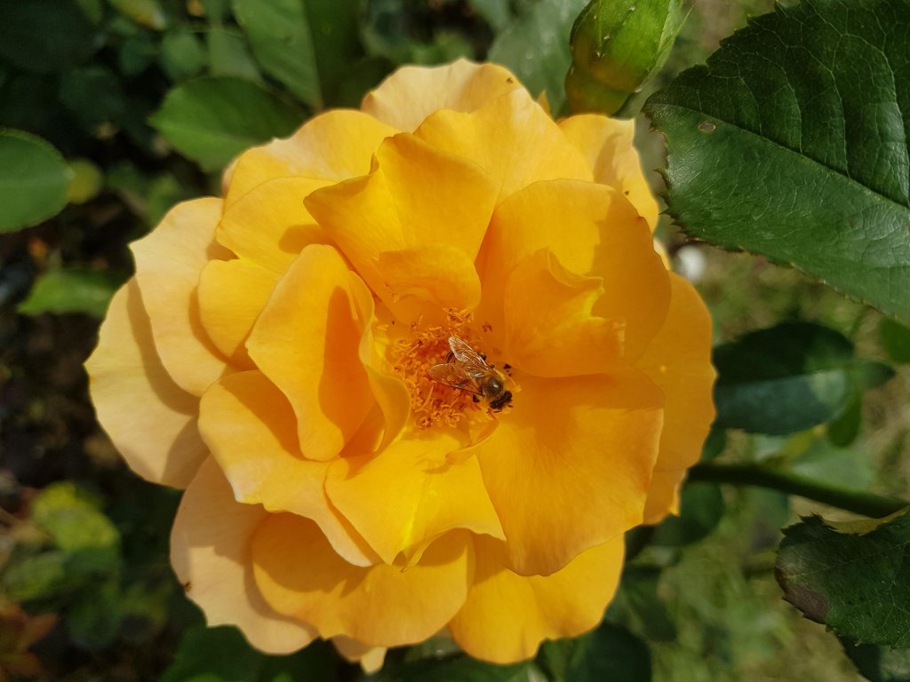 台中花博~豐原葫蘆墩園區_550902