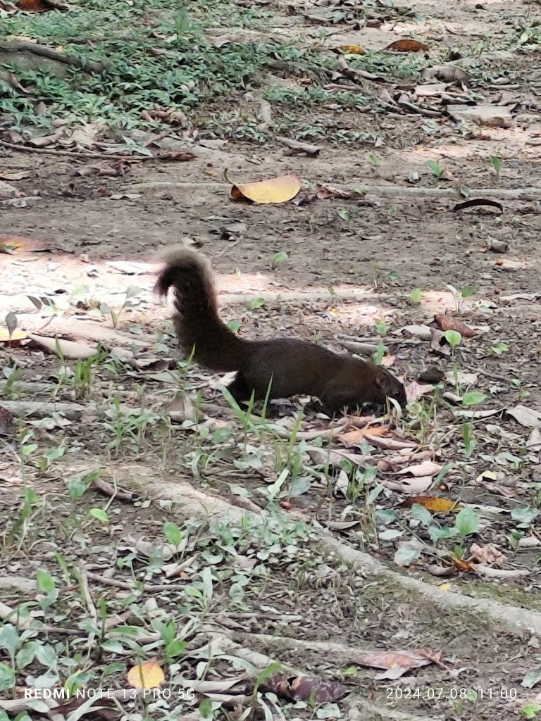 大安森林公園、大港墘公園【走路趣尋寶】【臺北健走趣】_2548531